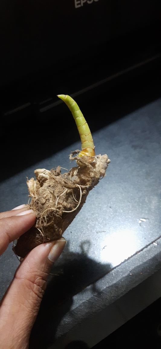 Hindu guru goyal Hatha jodi germinated root for plantation rare and 100% original