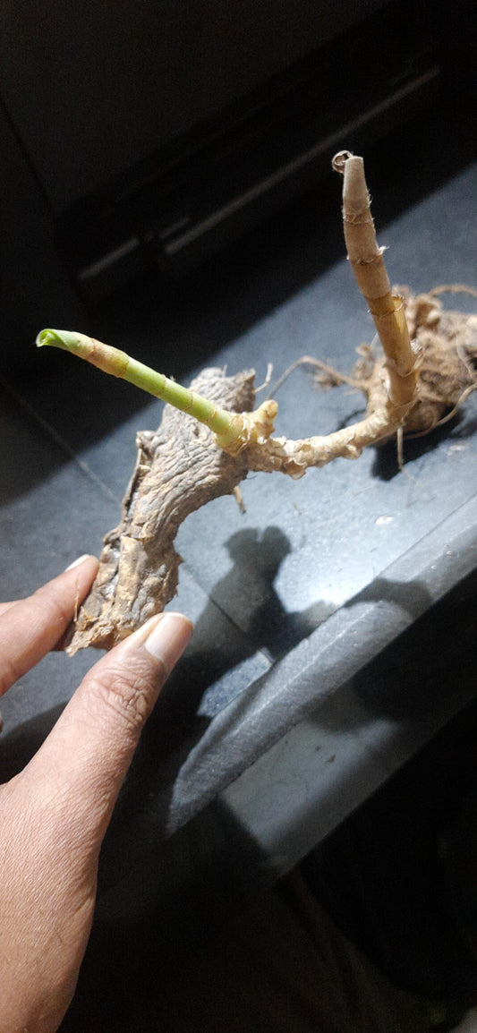 Hindu guru goyal Hatha jodi germinated root for plantation rare and 100% original