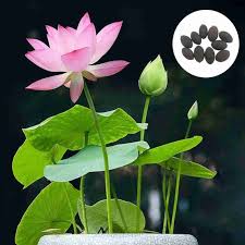 11 activated siddh bonsai lotus seeds. 11 सक्रिय सिद्ध बोन्साई कमल के बीज