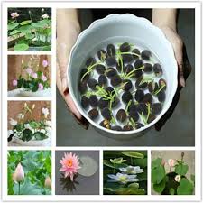 11 activated siddh bonsai lotus seeds. 11 सक्रिय सिद्ध बोन्साई कमल के बीज